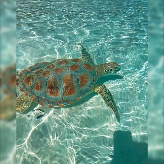 Nassau: Rose 3-Island Tour with Snorkeling and Lunch - Green Cay sea turtle snorkeling: the calm before the beach break