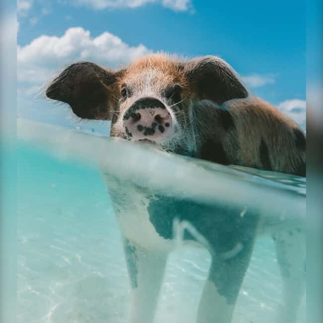 Nassau: Rose 3-Island Tour with Snorkeling and Lunch - Rainbow Reef snorkeling: your second look at the underwater world