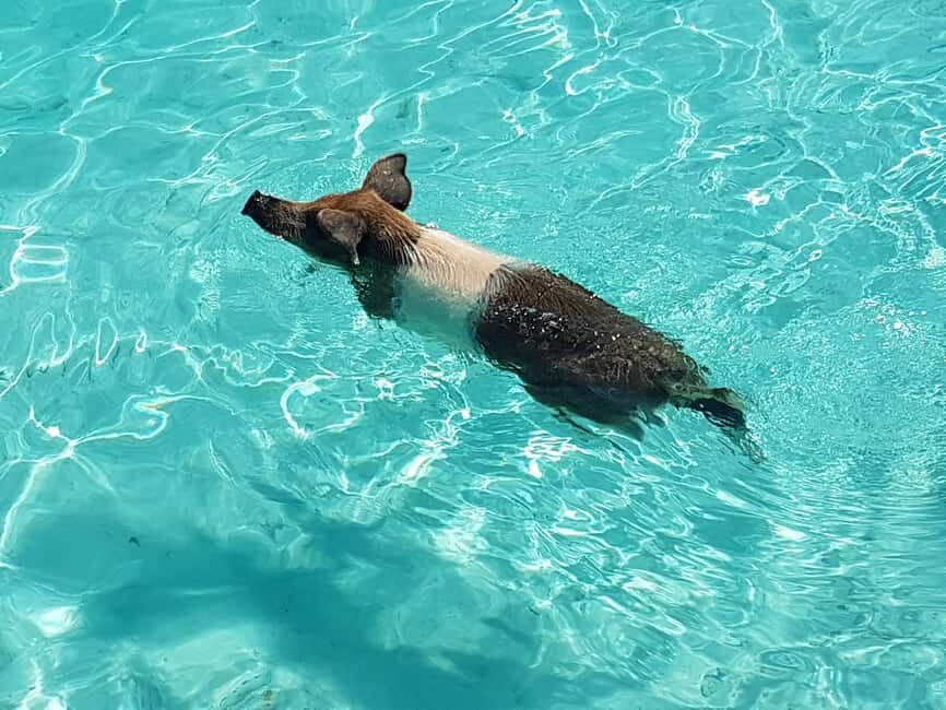 Nassau: Rose Island Swimming Pigs & Turtles Snorkeling Tour - Key things to know before you go
