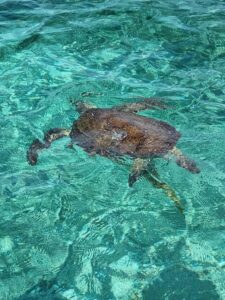 Nassau: Rose Island Swimming Pigs & Turtles Snorkeling Tour - Green Cay Turtle Sanctuary: how the turtle time fits the day
