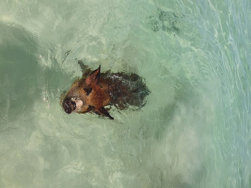 Nassau: Rose Island Swimming Pigs & Turtles Snorkeling Tour - Guided marine life viewing before you head back to Nassau
