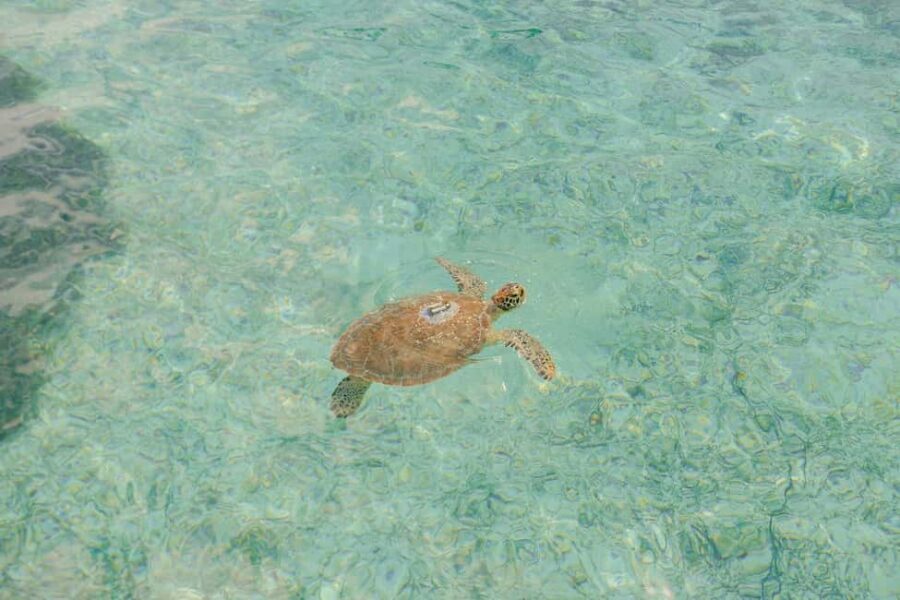 Nassau: Rose Island's Sand Dollar Beach Resort - The 360 Observatory Tower: Your Quick “Wow” Moment