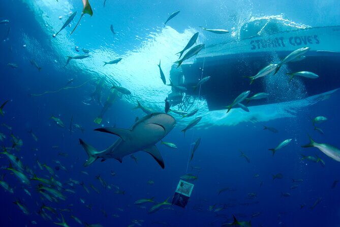 Nassau Shore Excursion: Bahamas Snorkel Adventure - The Shark Encounter: Swim, Watch, and How It Feels in Real Life