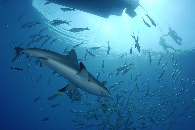Nassau Shore Excursion: Bahamas Snorkel Adventure - Food, Drinks, and What to Do About the Long Day