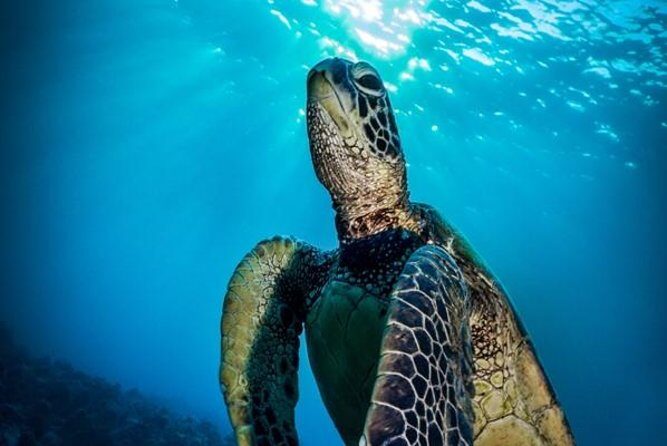 Nassau Shore Excursion: Bahamas Snorkel Adventure - Gear, Safety Briefing, and What You Actually Wear