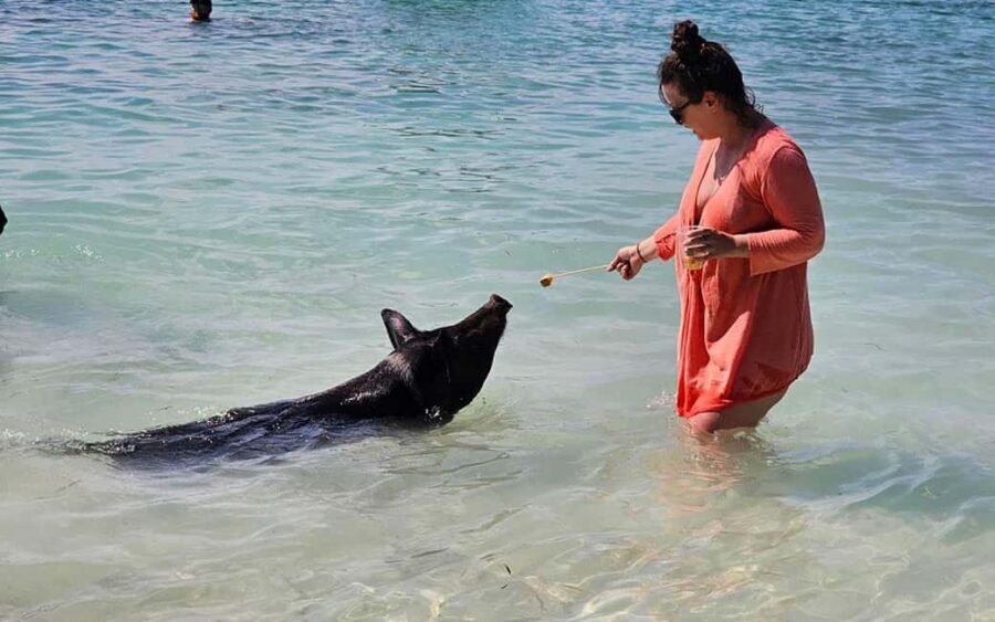 Nassau: Snorkeling, Pig Beach, Swim with Turtles, and Lunch - Key highlights you’ll actually care about