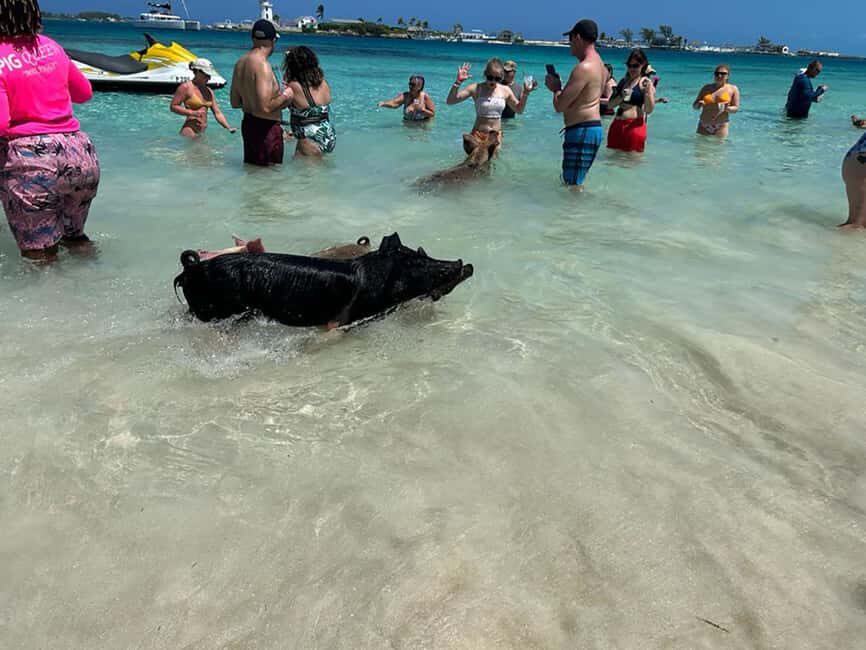 Nassau: Snorkeling, Pig Beach, Swim with Turtles, and Lunch - Turtle spotting is real, but not guaranteed