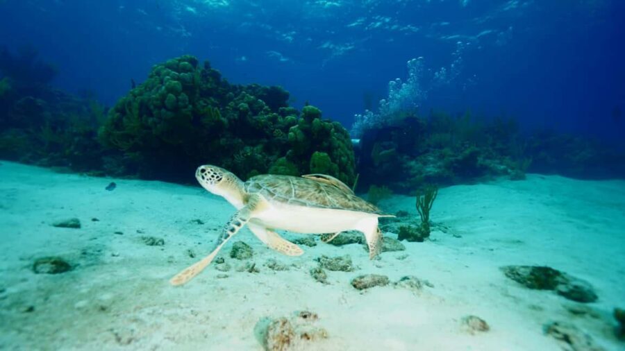 Nassau: Snorkeling, Pig Beach, Swim with Turtles, and Lunch - Timing, weather changes, and how to keep your day smooth
