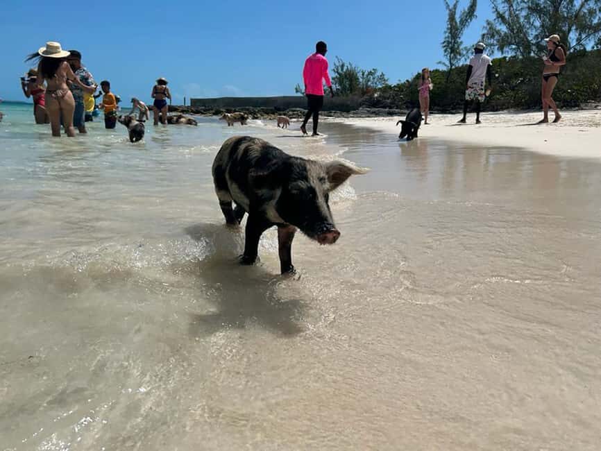 Nassau: Snorkeling, Pig Beach, Swim with Turtles, and Lunch - Getting to Montagu Beach: boarding without stress