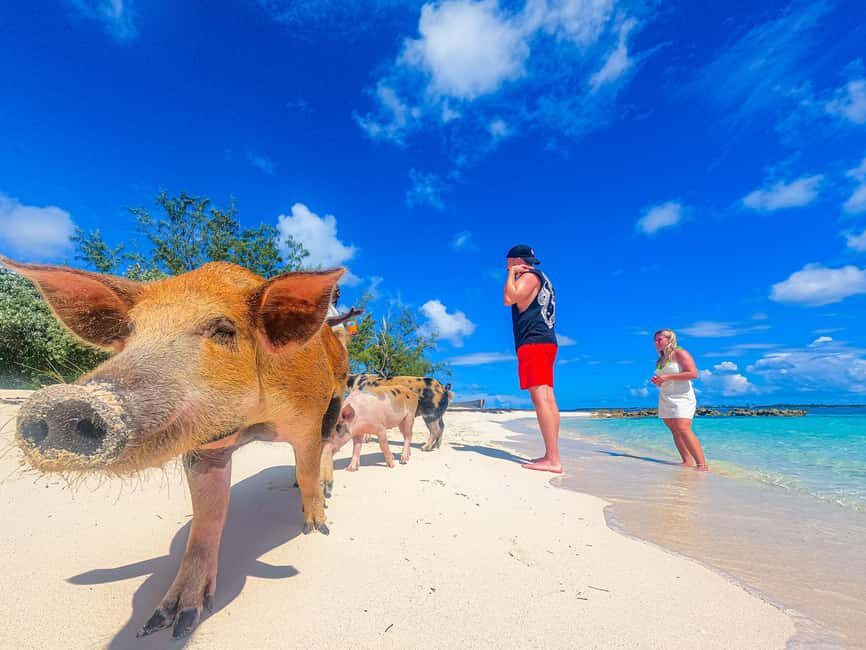 Nassau: Sun Cay and Swimming Pigs Boat Trip with Lunch - Nassau to Sun Cay: why the boat ride matters as part of the day