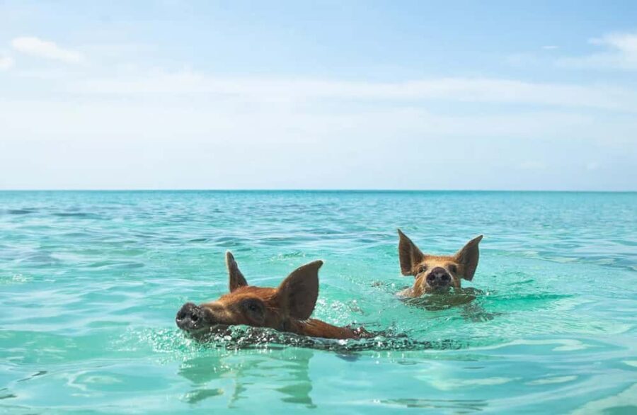 Nassau: Swimming Pigs and Private Beach Club Trip with Lunch - Why Rose Island and its swimming pigs work for a short Nassau getaway
