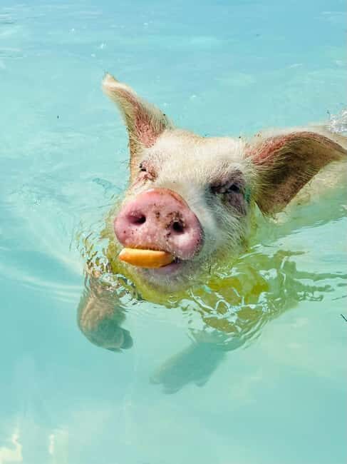 Nassau: Swimming Pigs and Private Beach Club Trip with Lunch - Getting from Nassau: cruise-port convenience and boat-ride timing