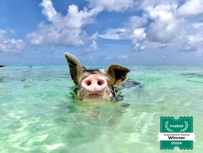 Nassau: Swimming Pigs and Private Beach Club Trip with Lunch - Rose Island private beach club: chairs, lunch, snorkel gear, and paddleboards