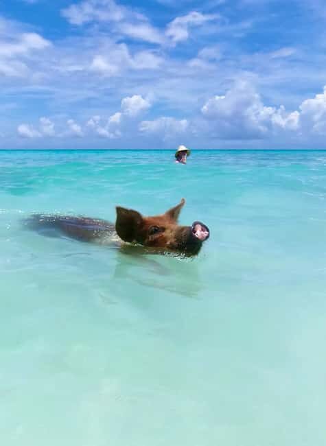 Nassau: Swimming Pigs and Private Beach Club Trip with Lunch - Time for Green Cay and sea turtles (when the weather cooperates)
