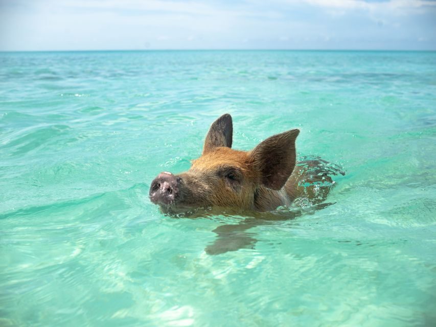 Nassau: Swimming Pigs and Private Beach Club Trip with Lunch - What to bring, what to skip, and who should not go