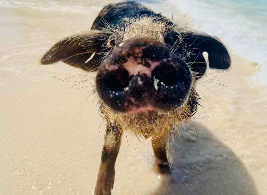 Nassau: Swimming Pigs and Private Beach Club Trip with Lunch - Who this tour fits best (and who might want a different plan)