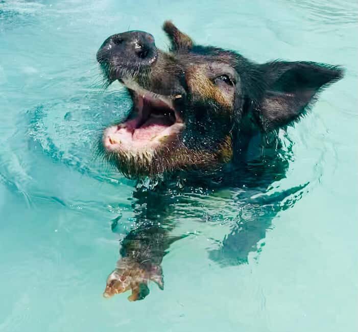 Nassau: Swimming Pigs and Private Beach Club Trip with Lunch - FAQ