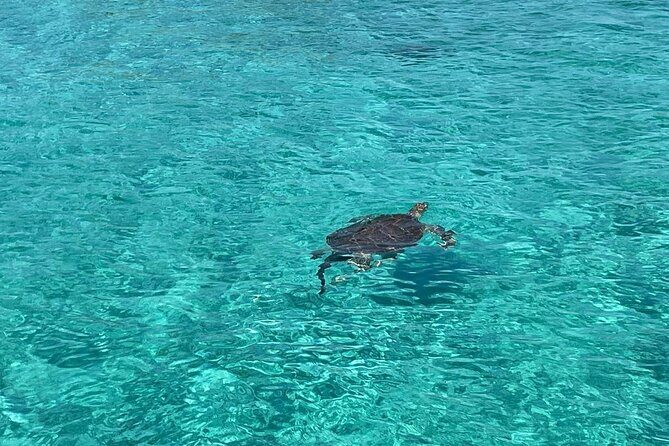 Nassau: Swimming Pigs And Snorkel With Turtles - How the guides keep it friendly and on track