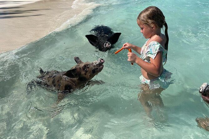Nassau: Swimming Pigs And Snorkel With Turtles - Quick takeaways