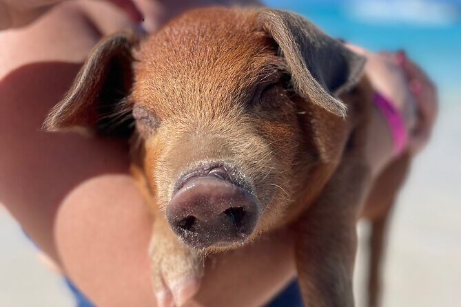 Nassau: Swimming Pigs And Snorkel With Turtles - Rose Island piggy time: feeding the swimming pigs and grabbing the right moment