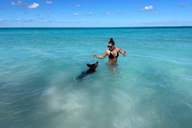 Nassau: Swimming Pigs And Snorkel With Turtles - Timing that fits cruise days: why pickup windows matter