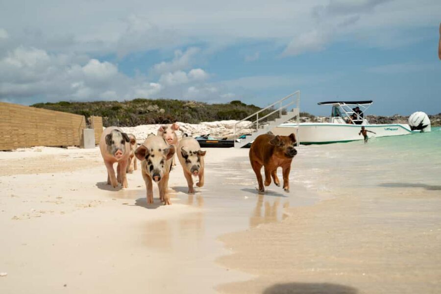 Nassau: Swimming Pigs, Snorkeling, Lunch, & Beach Boat Tour - Optional add-ons: jetskis, banana boat rides, and the photo package