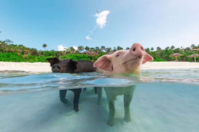 Paradise Island: Rose Island Tour with Swimming Pigs & Lunch - Snorkeling on a Guided Route: Gear, Fish Feeding, and Real-World Visibility