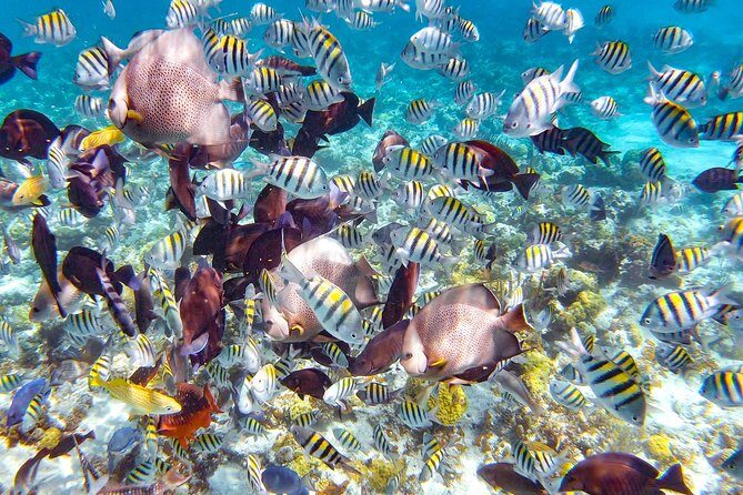 Pearl Island Bahamas Snorkeling Experience and Lunch - Key things to know before you go