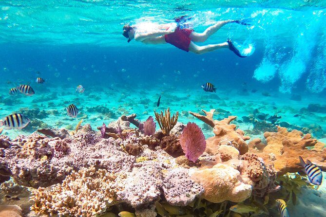 Pearl Island Bahamas Snorkeling Experience and Lunch - Getting to Pearl Island: the ferry ride and your exact timing