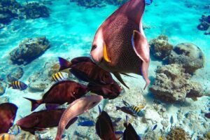 Pearl Island Bahamas Snorkeling Experience and Lunch - Two beaches, a lighthouse, and the reality of lounge time