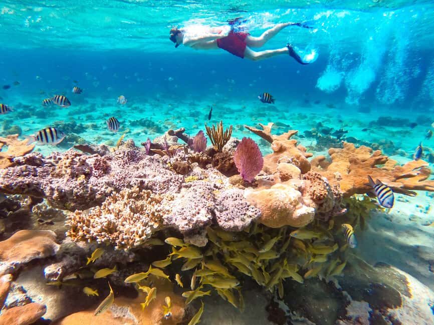 Pearl Island Beach: Full-day Snorkelling with Lunch - Ferry to Pearl Island: The “arrive and exhale” part