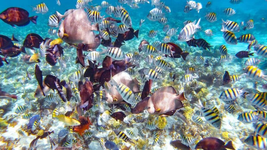 Pearl Island Beach: Full-day Snorkelling with Lunch - Pearl Island Beach time: Lounge, play, and see the lighthouse
