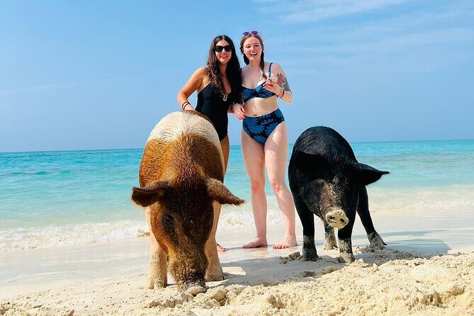 Perfect Day Swimming Pigs, Turtles, Reef Snorkel & Lunch - Atholl Island reef snorkeling: what you can realistically expect