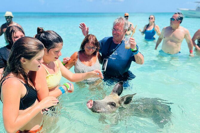 Perfect Day Swimming Pigs, Turtles, Reef Snorkel & Lunch - The pig interaction: feeding fun, not a free swim