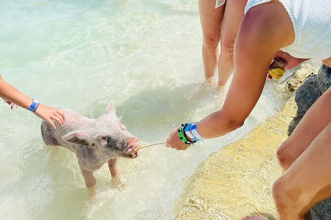 Perfect Day Swimming Pigs, Turtles, Reef Snorkel & Lunch - Who should book this tour (and who should skip it)