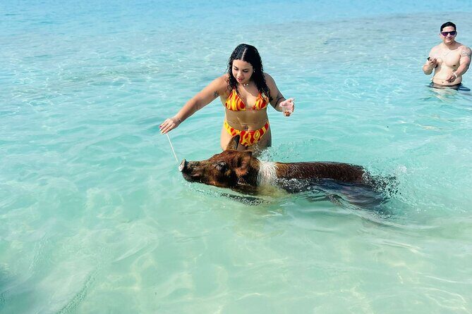 Perfect Day Swimming Pigs, Turtles, Reef Snorkel & Lunch - Green Cay turtle watching: close to wildlife, far from snorkeling rules