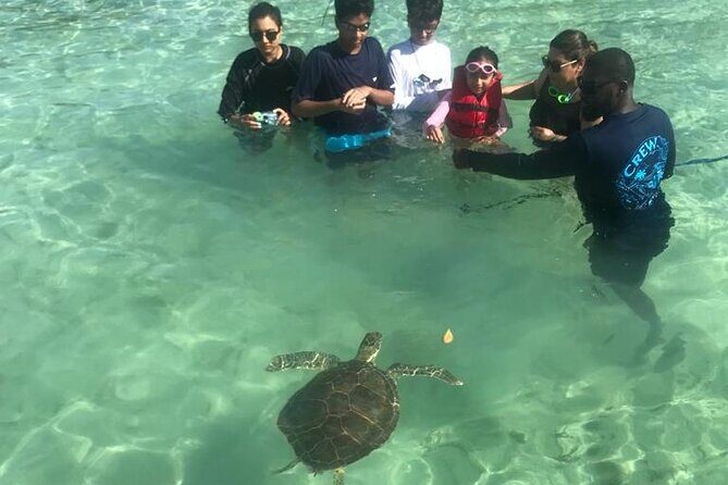 Pink Sand Beach and Swimming Pigs Adventure from Nassau - The Day at a Glance: The 8.5-Hour Flow From Start to Return