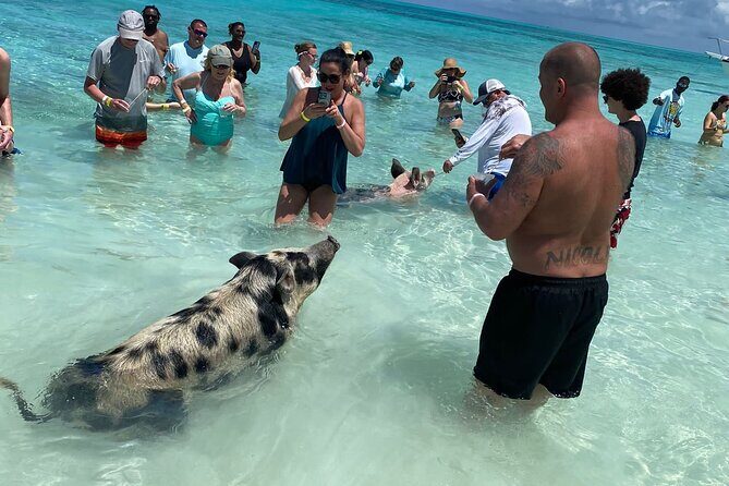 Private Rose Island, Swimming Pigs, Snorkeling and Turtles - Price and logistics: when $925 feels worth it