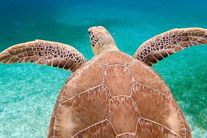 Private Rose Island, Swimming Pigs, Snorkeling and Turtles - The one thing to plan for: weather and timing