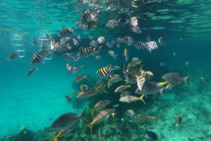 Private Speed Boat for Snorkeling or Fishing in Nassau - 34ft - Pick your plan: snorkeling reefs, fishing, or a beach-and-sightseeing day