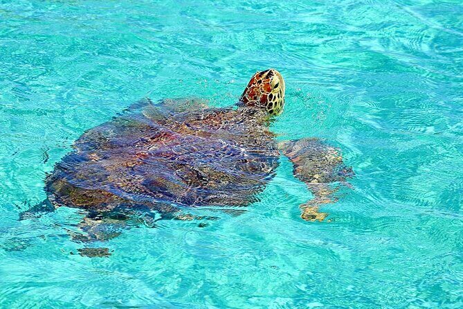 Rose Island Half-Day Snorkeling Cruise - Key highlights you’ll actually care about