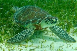 Rose Island Half-Day Snorkeling Cruise - Rose Island stop: beach sand and offshore reef viewing