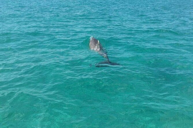 Rose Island Half-Day Snorkeling Cruise - Timing, weather, and sea conditions you should plan for