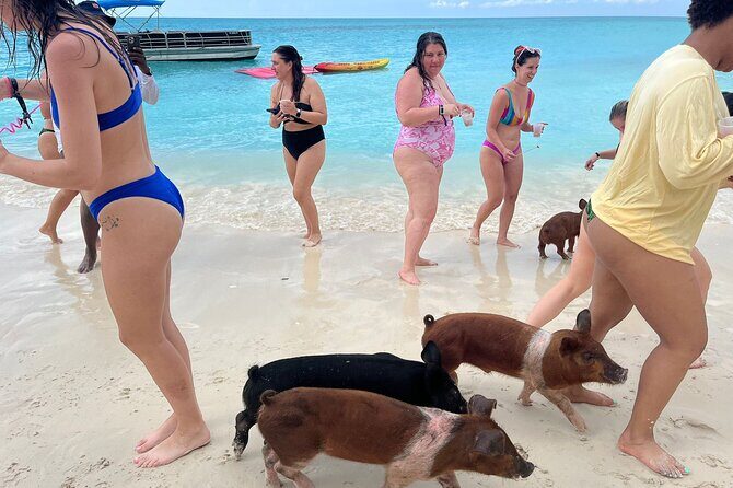 Rose Island Private Beach: Swimming with the Pigs - Green Cay turtle sanctuary add-on: the wildlife bonus if you care