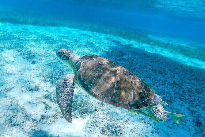 Rose Island Swimming Pigs & Beach Snorkeling Experience Nassau - Key points I’d plan around