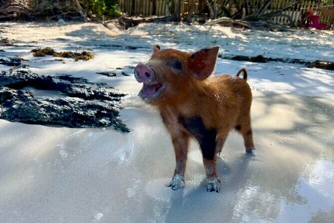 Rose Island Swimming Pigs & Beach Snorkeling Experience Nassau - Price and value: is $79 a good deal?