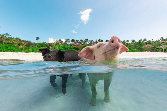 Sandy Toes The Original Rose Island and Swimming Pigs Tour - Why This Rose Island and Swimming Pigs Tour Feels Worth It