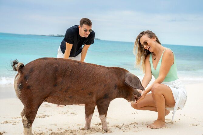 Sandy Toes The Original Rose Island and Swimming Pigs Tour - Seasonal Reality Check: Cold Water and How to Plan for It