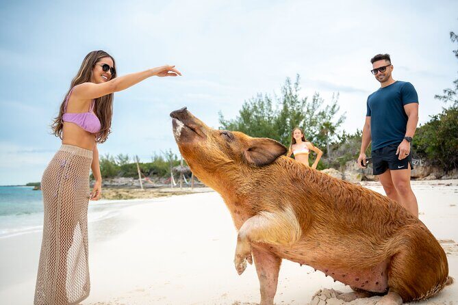 Sandy Toes The Original Rose Island and Swimming Pigs Tour - Rose Island Beach Time: Hammocks, Shade Reality, and Easy Island Life