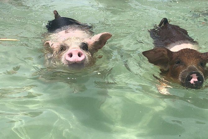 Swim with Pigs on a Tropical Island - Key takeaways before you go